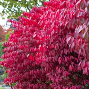 Burning Bush Shrub Live Plant 2.5 Inch Pot - Landscaping Borders Planting