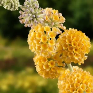 Butterfly Bush Buddleia Live Plant - 4-9" Perennial Shrub for Gardens