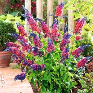 Butterfly Bush Live Plant Pack - Buddleia Shrub, 4-9 Inch Height, Vibrant Blooms