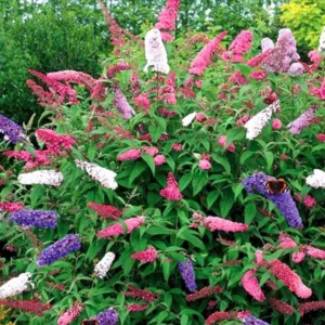 Butterfly Bush Live Plant Pack - Buddleia Shrub, 4-9 Inch Height, Vibrant Blooms