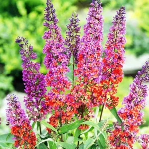 Butterfly Bush Live Plant Pack - Buddleia Shrub, 4-9 Inch Height, Vibrant Blooms