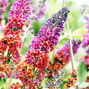 Butterfly Bush Live Plant Pack - Buddleia Shrub, 4-9 Inch Height, Vibrant Blooms
