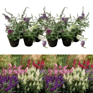 Butterfly Bush Live Plant Pack - Buddleia Shrub, 4-9 Inch Height, Vibrant Blooms