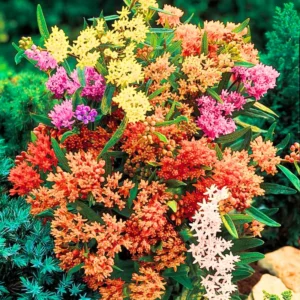 Butterfly Milkweed Plants Live - Asclepias Tuberosa - 4-9" Perennials for Butterfly Garden, No Pot