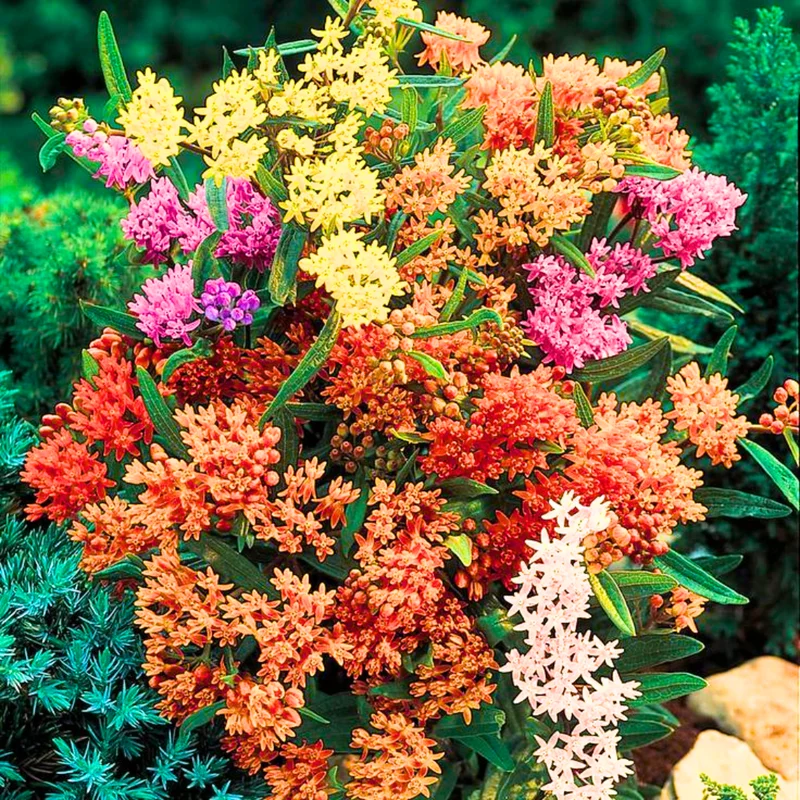 Butterfly Milkweed Plants Live - Asclepias Tuberosa - 4-9" Perennials for Butterfly Garden, No Pot