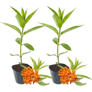 Butterfly Milkweed Plants Live - Asclepias Tuberosa - 4-9" Perennials for Butterfly Garden, No Pot