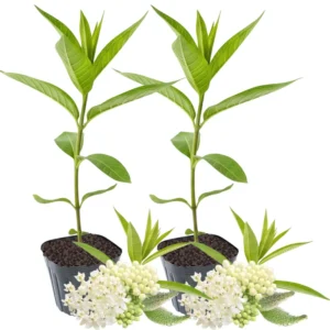 Butterfly Milkweed Plants Live - Asclepias Tuberosa - 4-9