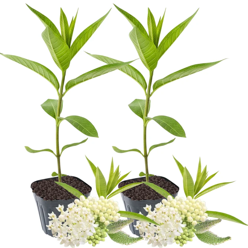 Butterfly Milkweed Plants Live - Asclepias Tuberosa - 4-9" Perennials for Butterfly Garden, No Pot