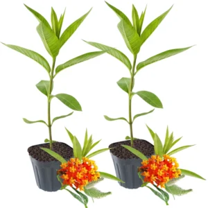 Butterfly Milkweed Plants Live - Asclepias Tuberosa - 4-9