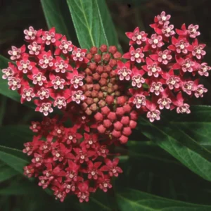 Butterfly Milkweed Plants Live - Asclepias Tuberosa - 4-9