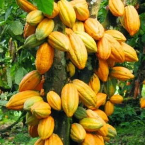 Cacao Tree Live Plant 8 inch - Chocolate Tree Cocoa Plant for Zones 10-11