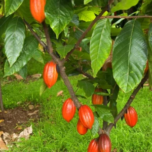 Cacao Tree Live Plant 8 inch - Chocolate Tree Cocoa Plant for Zones 10-11