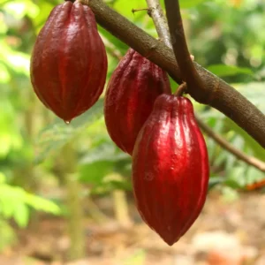 Cacao Tree Live Plant 8 inch - Chocolate Tree Cocoa Plant for Zones 10-11