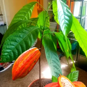Cacao Tree Live Plant 8 inch - Chocolate Tree Cocoa Plant for Zones 10-11