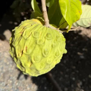 Cherimoya Tree Live Plant - 8-10 Inch - Half Gallon Pot - Tropical Fruit