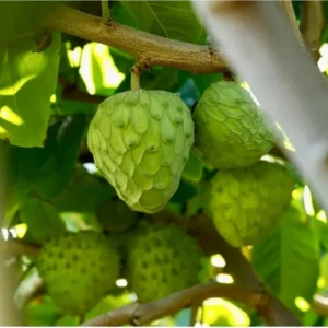 Cherimoya Tree Live Plant 8-10 inch Half-Gallon Pot Sweet Fruit Tree