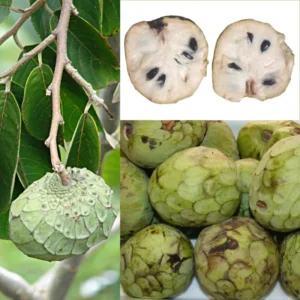 Cherimoya Tree Live Plant 8-10 inch Half-Gallon Pot Sweet Fruit Tree