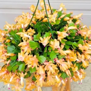 Christmas Cactus Plant Set - 3 Live Holiday Houseplants 4-9" Tall No Pot