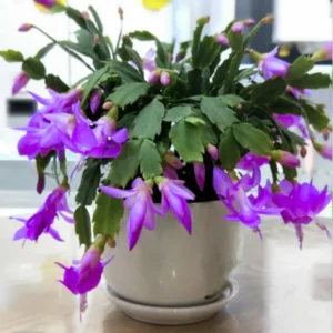 Christmas Cactus Plant Set - 3 Live Holiday Houseplants 4-9" Tall No Pot