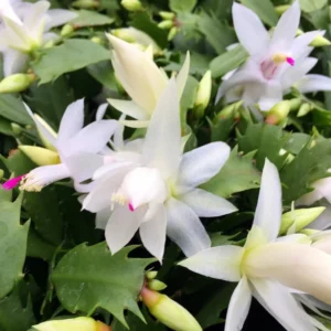 Christmas Cactus Plant Set - 3 Live Holiday Houseplants 4-9