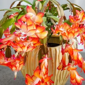 Christmas Cactus Plant Set - 3 Live Holiday Houseplants 4-9