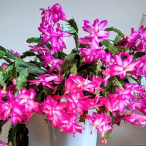 Christmas Cactus Plant Set - 3 Live Holiday Houseplants 4-9