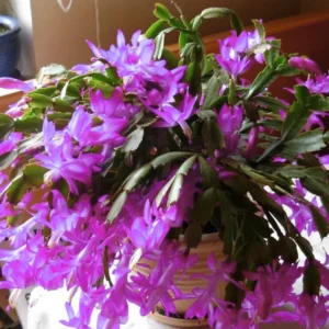 Christmas Cactus Plants Live - Holiday Blooming Indoor Houseplants 5-8 inch No Pot
