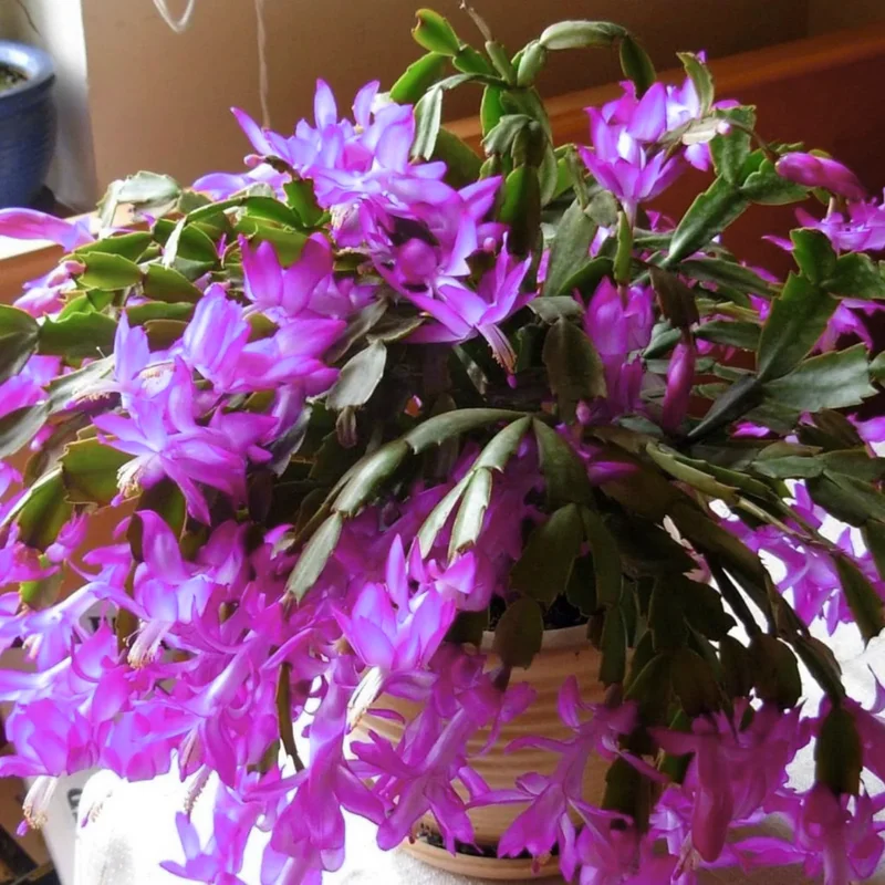 Christmas Cactus Plants Live - Holiday Blooming Indoor Houseplants 5-8 inch No Pot