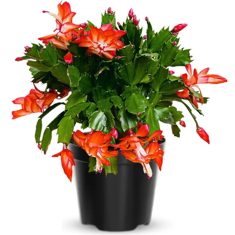 Christmas Cactus Plants Live - Holiday Blooming Indoor Houseplants 5-8 inch No Pot