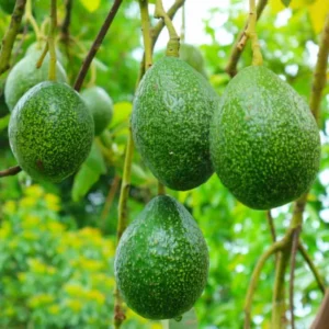 Cold Hardy Hass Avocado Plant Live Tree - 8-16 Inch Half Gallon Pot