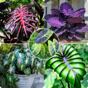 Colocasia Esculenta Live Plant - Elephant Ears, 5-8 Inch Taro Houseplant - No Pot
