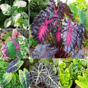 Colocasia Esculenta Live Plants - Elephant Ears Taro Houseplant 5-7 Inch No Pot