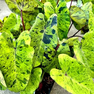 Colocasia Esculenta Live Plants - Elephant Ears Taro Houseplant 5-7 Inch No Pot