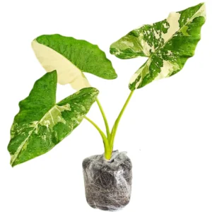 Colocasia Esculenta Live Plants - Elephant Ears Taro Houseplant 5-7 Inch No Pot