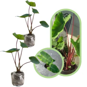 Colocasia Esculenta Live Plants - Elephant Ears Taro Houseplant 5-7 Inch No Pot