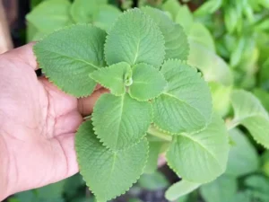growing Cuban Oregano