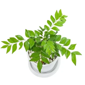 Curry Plant Live - Fresh Herb Garden - 5-9 inch - 4-inch Pot