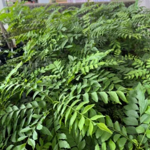 Curry Plant Live - Fresh Herb Garden - 5-9 inch - 4-inch Pot