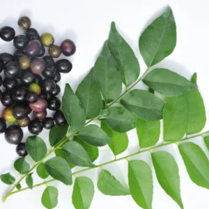 Curry Plant Live - Fresh Herb Garden - 5-9 inch - 4-inch Pot