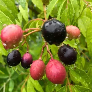 Curry Plant Live - Fresh Herb Garden - 5-9 inch - 4-inch Pot