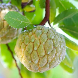 Custard Sugar Apple Tree Live Plant - 8-10 Inches - Half Gallon Pot