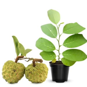 Custard Sugar Apple Tree Live Plant - 8-10 Inches - Half Gallon Pot