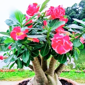 Desert Rose Plant Live - 4-7" Adenium Obesum Succulent - Indoor/Outdoor Display