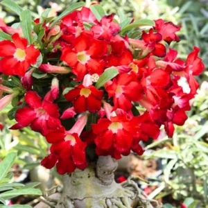Desert Rose Plant Live - 4-7