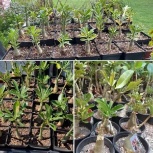 Desert Rose Plant Live - 4-7