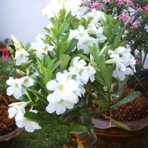 Desert Rose Plant Live - 4-7