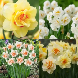 Double Daffodil Bulbs 10 Pack Multicolored Cold Hardy Fall Planting