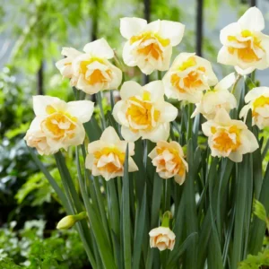 Double Daffodil Bulbs 10 Pack Multicolored Cold Hardy Fall Planting