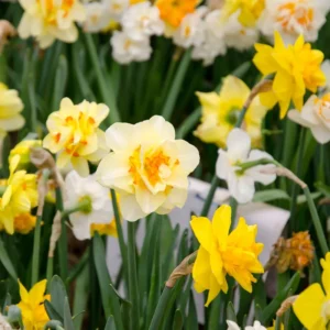 Double Daffodil Bulbs 10 Pack Multicolored Cold Hardy Fall Planting