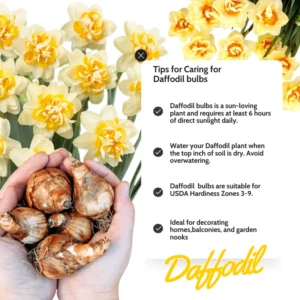 Double Daffodil Bulbs 10 Pack Multicolored Cold Hardy Fall Planting